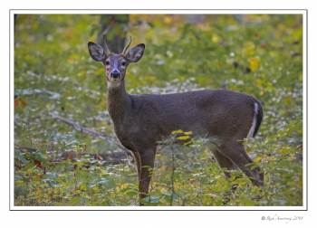 white-tailed buck spike copy.jpg